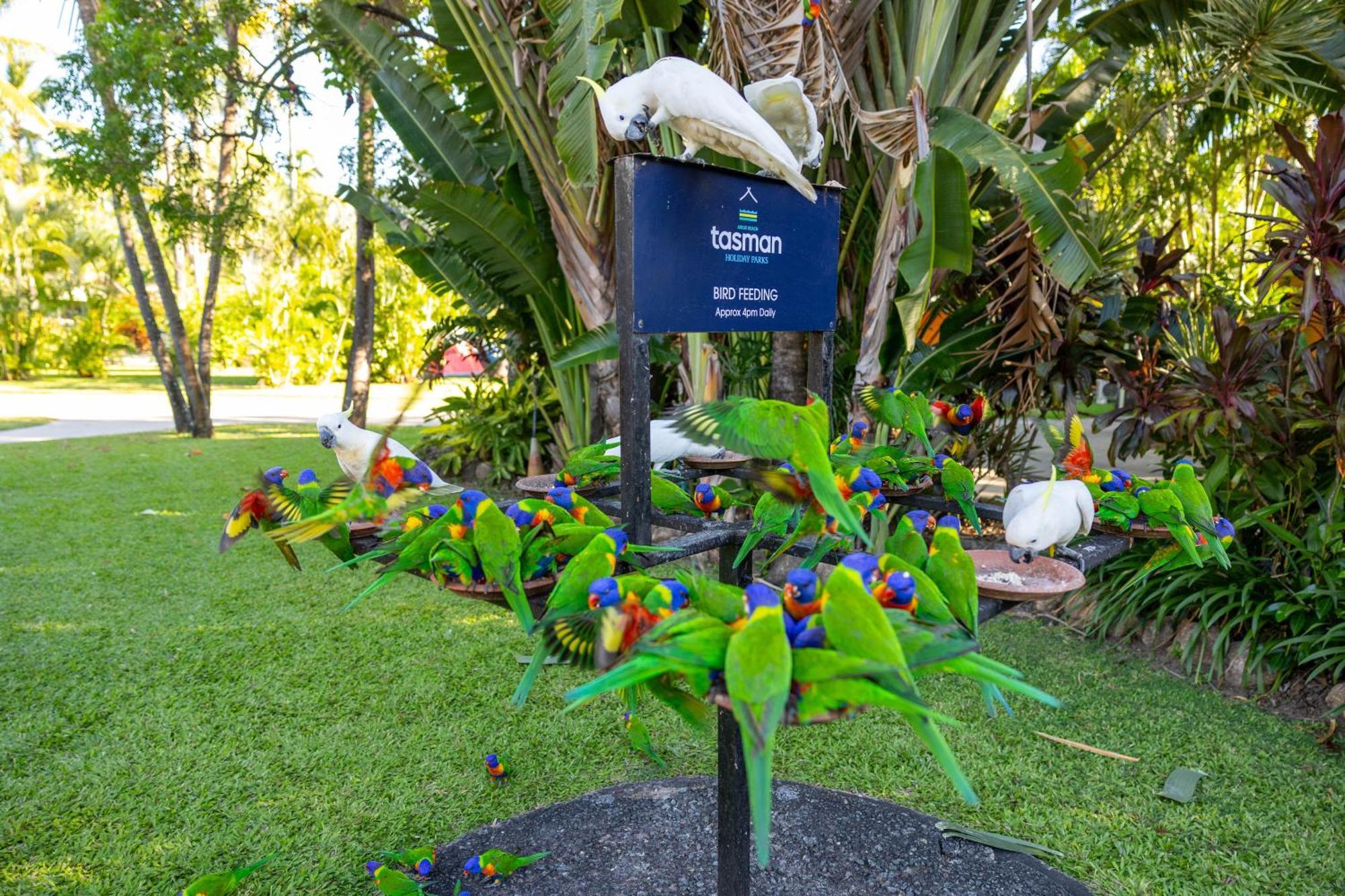 Tasman Holiday Parks - Эйрли-Бич Экстерьер фото